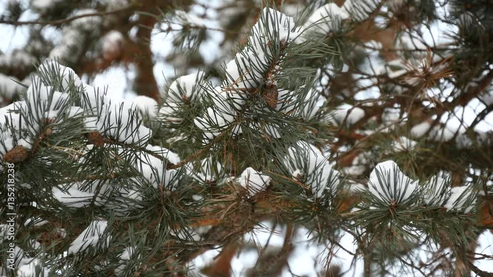 Pine Tree Branch Under Snow Pine Tree Branch Under Snow