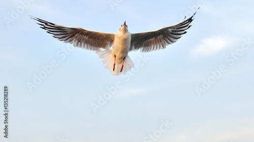 Seagull flying in blue sky