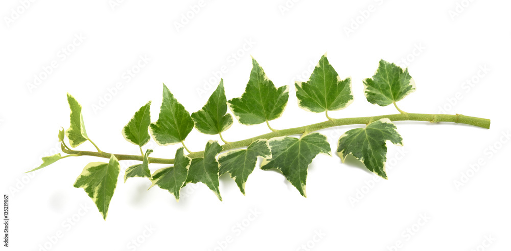 Ivy branch with leaves Ivy branch with leaves