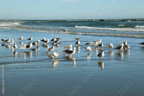 View of seagulls in Second beach