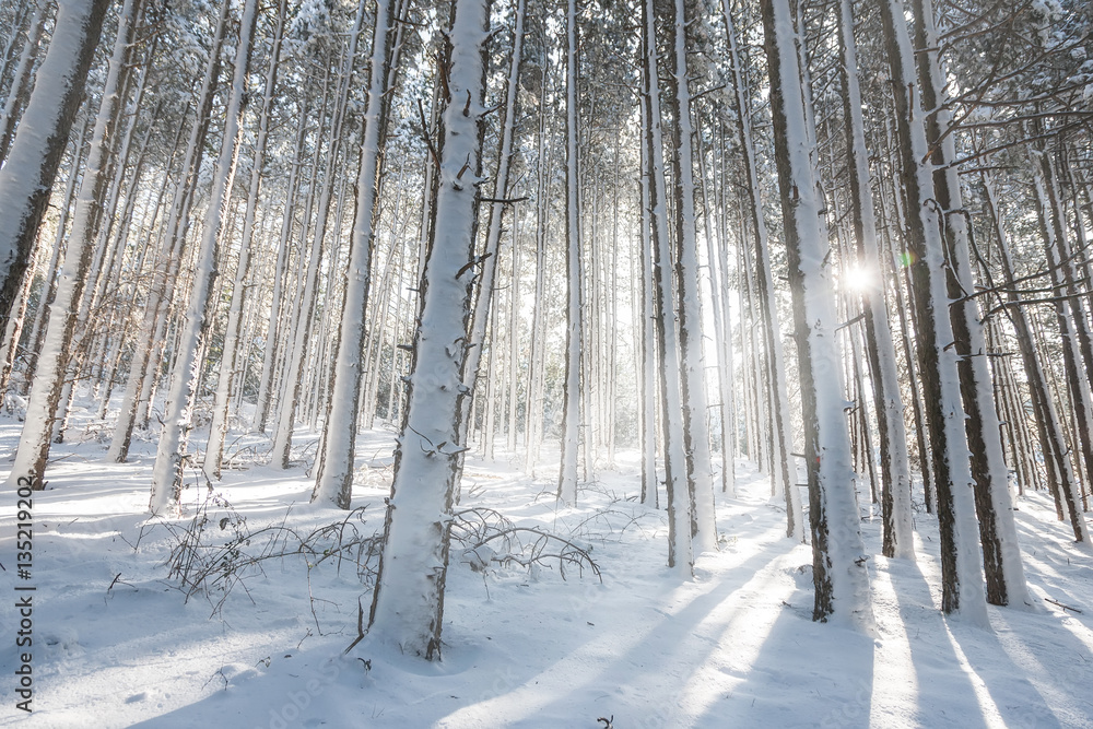 Winter landscape with snow covered forest Winter landscape with snow covered forest