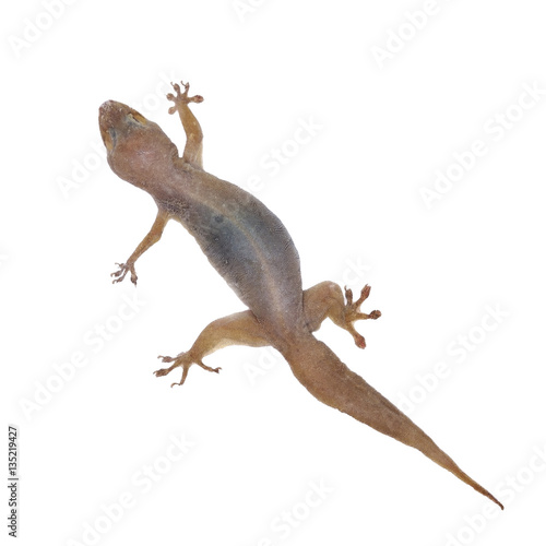 Gecko lizard on isolated on white background.