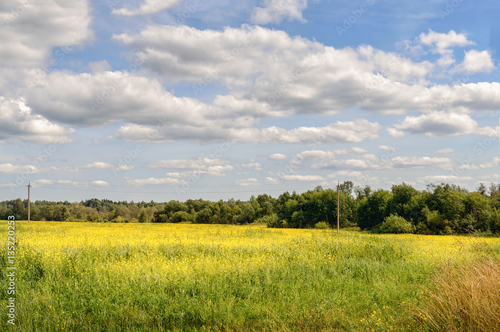 endless fields of flowering mustard. yellow daisy on a background of blue sky with clouds