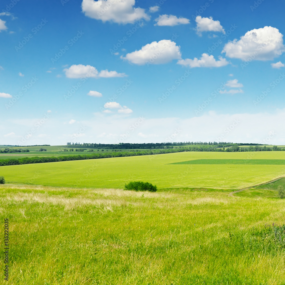 Fototapeta premium green field and blue sky with light clouds