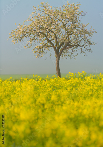 Rapsfeld und Obstbaum blühen im Frühling