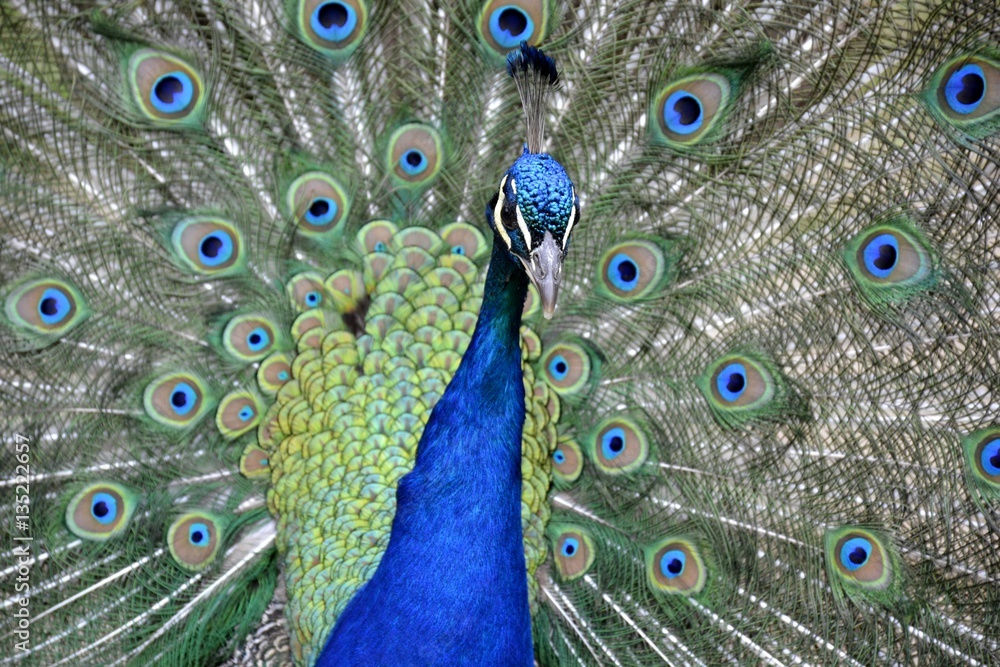 Obraz premium Detail of a wild peafowl