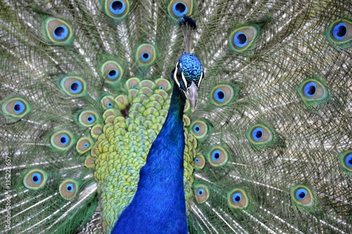 Detail of a wild peafowl 