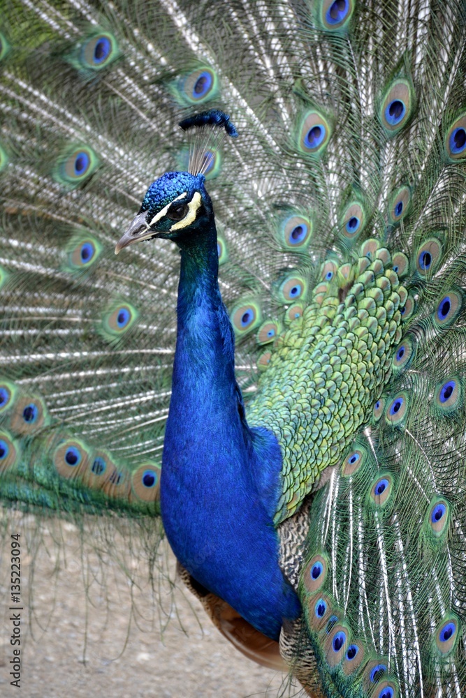 Fototapeta premium Detail of a wild peafowl 