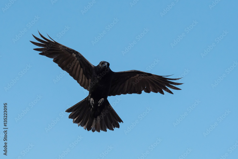 Obraz premium Carrion Crow, Crow, Corvus Corone