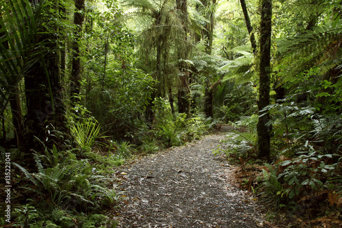 Walking trail in forest