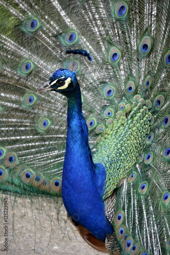 Detail of a wild peafowl 
