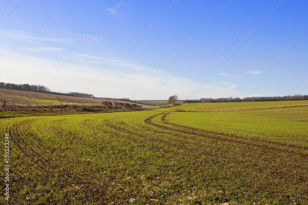 green winter wheat