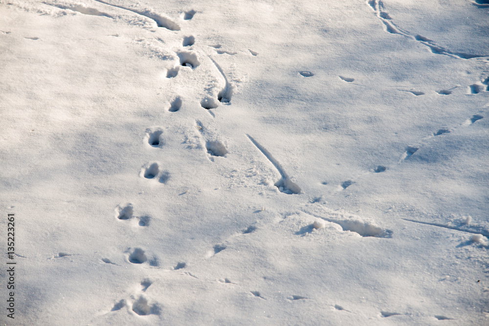 close up on fresh and wild animal trace on snow close up on fresh and wild animal trace on snow