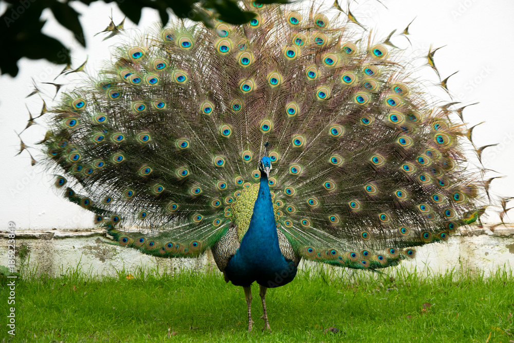 Beautiful peacock with its feathers open on a white background Stock