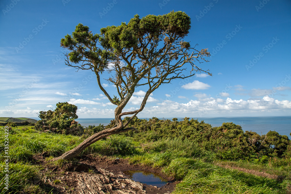 Lonely thorn tree