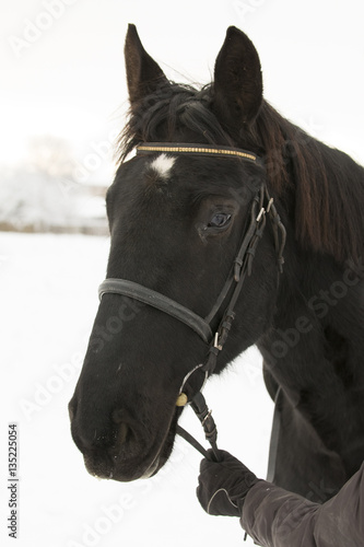 Portrait of brown horse head in winter 