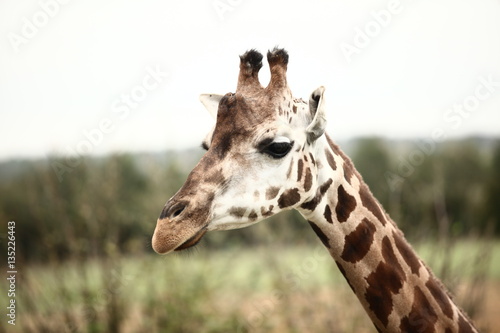 Giraffe 1 © William Graham