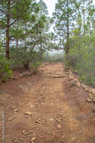 Clouds in the pine forest