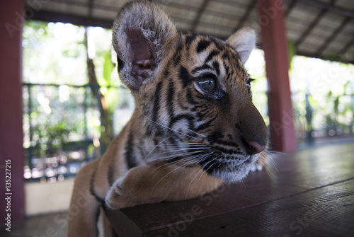 baby tiger from chiang mai thialand photo