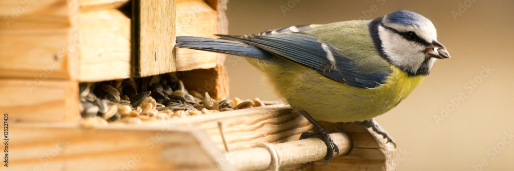 Obraz premium Blaumeise mit Korn im Schnabel - Banner