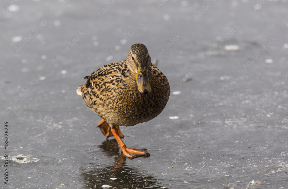 Canards - Col Vert - La Rochette - Savoie.