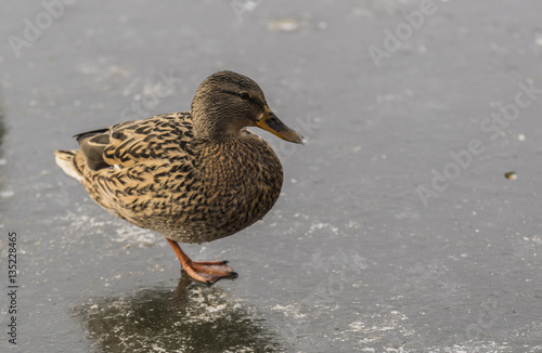 Canards - Col Vert - La Rochette - Savoie.