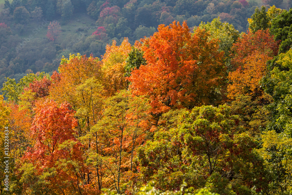 Colorful autumn leaves in West Virginia