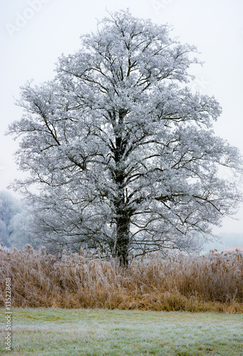 Lonely frosted tree in a foggy winter landscape
