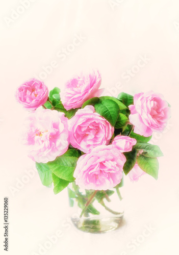 Delicate pink roses. DogRose Pink Rosa Canina Flowers.Valentine