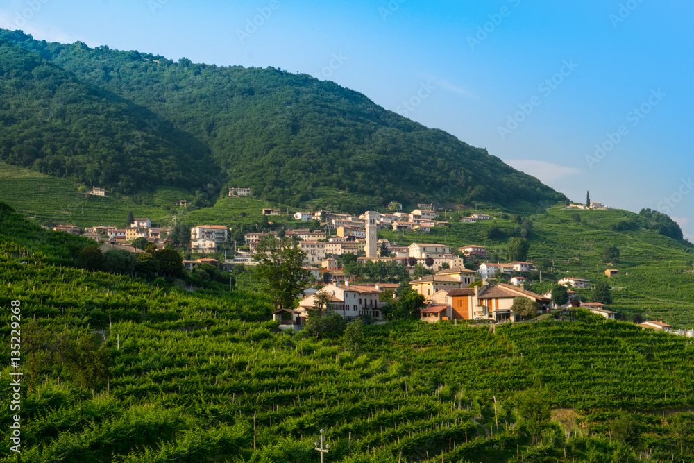 Guia surrounded by prosecco vinyards