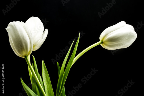 Fototapeta Naklejka Na Ścianę i Meble -  White tulips on black background