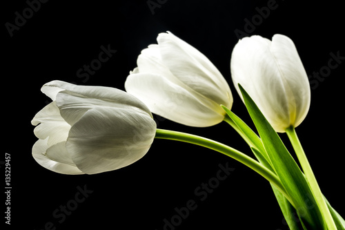 Fototapeta Naklejka Na Ścianę i Meble -  White tulips on black background
