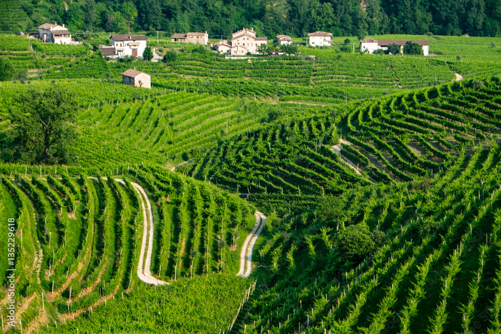 Prosecco vinyards on hillsides near Valdobbiadene