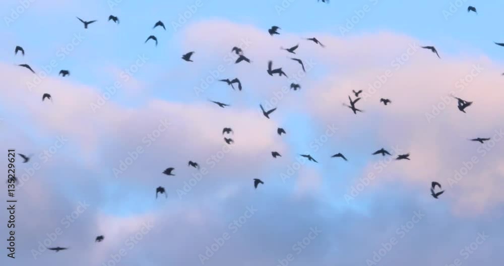 Flock of crows in flight, blue sky and cloud
