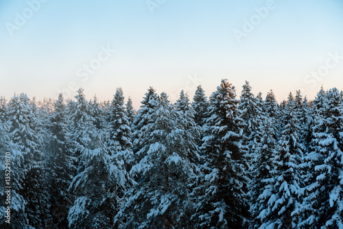 Russian winter forest and sky beautiful landscape