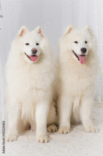 Two snow Samoyed sitting on a white carpet