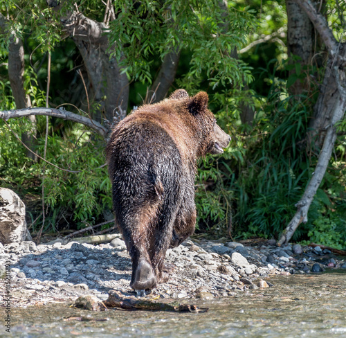 Kamchatka brown bear catches fish in the lake Dvukhyurtochnoe - Kamchatka, Russia photo