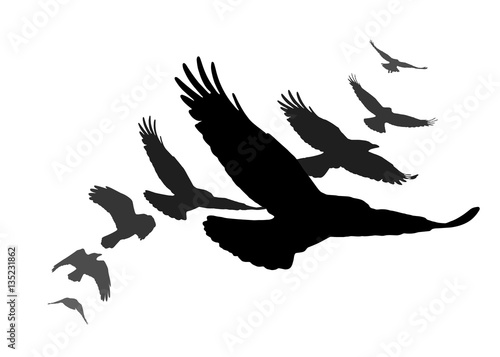 Set of black isolated silhouettes with crows