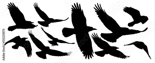 Set of black isolated silhouettes with crows