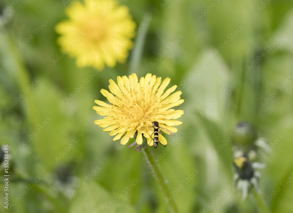 fly hoverfly on a flower dandelion fly hoverfly on a flower dandelion