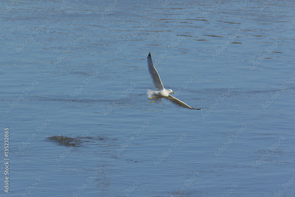 Fototapeta premium Ring-billed seagull fishing