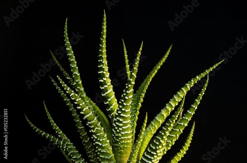Focused green succulent plant on black background