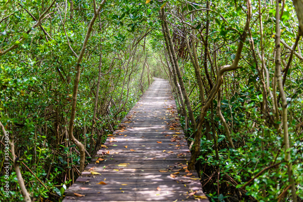 Tree tunnel, Wooden Bridge In Mangrove Forest Tree tunnel, Wooden Bridge In Mangrove Forest