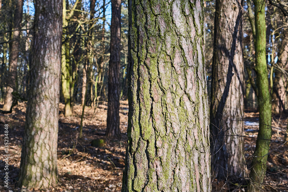 Deciduous forest trees in the winter in Poland. Deciduous forest trees in the winter in Poland.