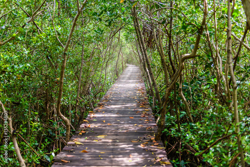 Tree tunnel  Wooden Bridge In Mangrove Forest