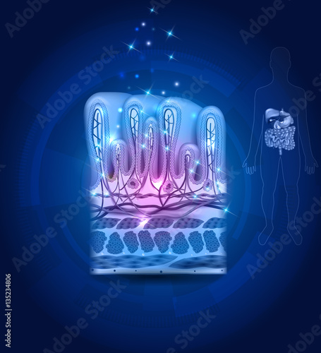 Stomach lining close up anatomy, beautiful drawing on an abstract blue background