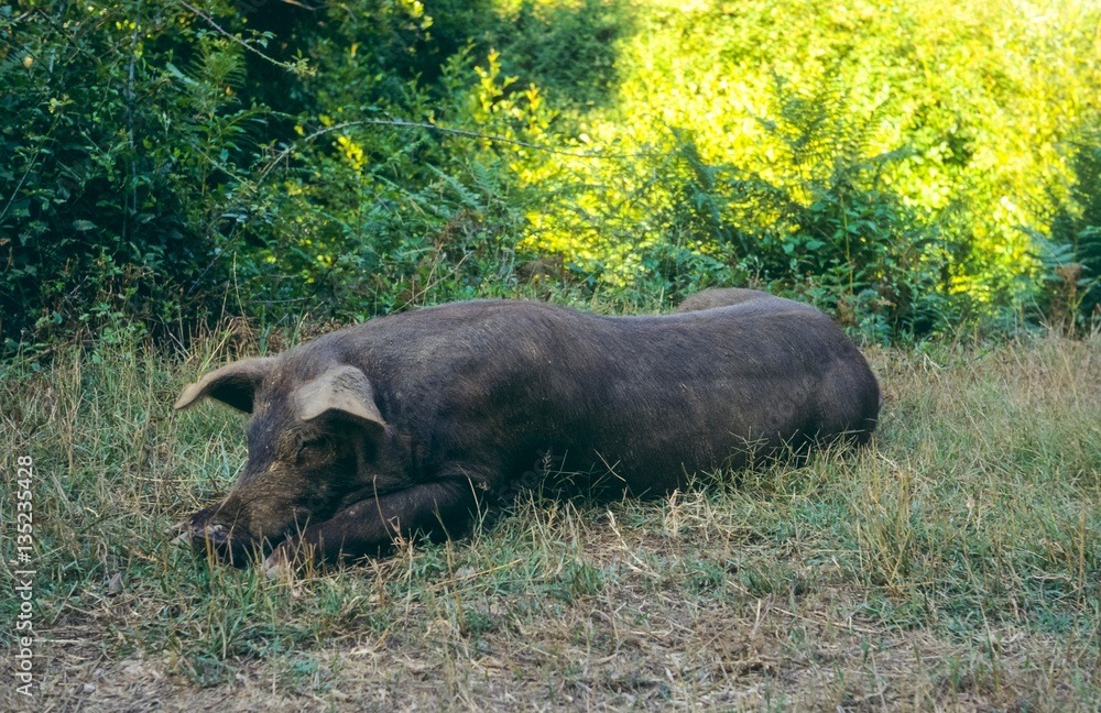 Schlafendes schwarzes freilebendes Hausschwein oder Kreuzung zwischen Haus- und Wildschwein, Korsika, Frankreich, Europa Schlafendes schwarzes freilebendes Hausschwein oder Kreuzung zwischen Haus- und Wildschwein, Korsika, Frankreich, Europa