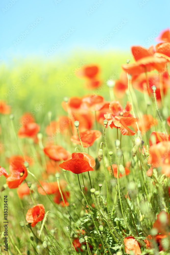 Obraz premium Mohn mit Raps