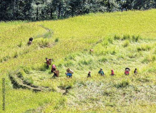 The harvest in the Himalayas - Nepal photo