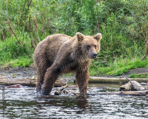 Kamchatka brown bear catches fish in the river Dvukhyurtochnaya - Kamchatka, Russia photo